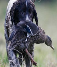 Caccia agli Acquatici: Il Laghetto perfetto..